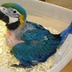 buy-cheap-parrots-and-parrot-eggs-online-at-covenant-parrot-place-cockatiel-parrots-allah-abad