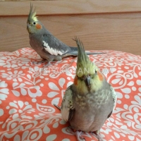 a-pair-of-talking-african-grey-parrots-whatsapp-12486625079-african-grey-parrot-akora-khattak-3