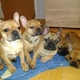 french-bulldog-puppies-other-lahore-cant