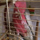 galah-cockatoo-cockatoos-jalsai
