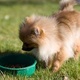 pomeranian-pups-for-adoption-other-abadi-jalalpur-pirwala-2