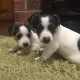 jack-russell-puppies-afghan-hound-bhiria-road