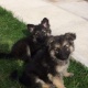 german-shepherd-puppies-for-adoption-other-lahore-cant