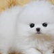 adorable-pedigree-pomeranian-puppies-pomeranian-baffa