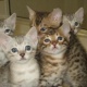 bengal-kittens-available-other-abbas-nagar