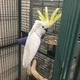 sulphur-crested-cockatoo-other-lahore