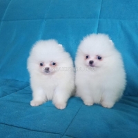 two-awesome-t-cup-pomeranian-puppies-pomeranian-alipur-chatta