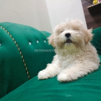 shih-tzu-for-sale-shih-tzu-lahore-4