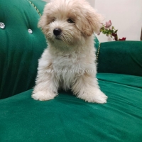 shih-tzu-for-sale-shih-tzu-lahore-2