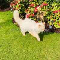 male-persian-cat-for-sale-persian-cats-islamabad-3