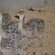 ostrich-eggs-and-chicks-for-sale-african-grey-parrot-abadi-jalalpur-pirwala