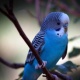 australian-parrots-for-sail-australian-budgies-dunyapur