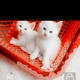 persian-doll-face-kittens-persian-cats-multan-4