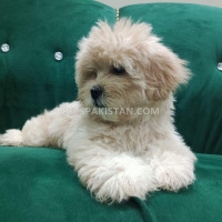 shih-tzu-for-sale-shih-tzu-lahore-3