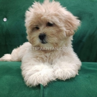 shih-tzu-for-sale-shih-tzu-lahore