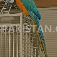 healthy-single-and-bonded-paired-blue-and-gold-macaw-for-sale-macaws-akora-khattak-4