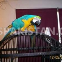 healthy-single-and-bonded-paired-blue-and-gold-macaw-for-sale-macaws-akora-khattak-3