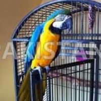 healthy-single-and-bonded-paired-blue-and-gold-macaw-for-sale-macaws-akora-khattak-2