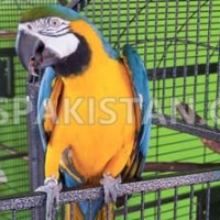 healthy-single-and-bonded-paired-blue-and-gold-macaw-for-sale-macaws-akora-khattak