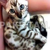 3-bengal-kittens-for-the-urgent-release-adoption-bengal-arif-wala