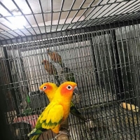 suncnore-breeder-pairs-sun-conure-rawalpindi