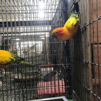 suncnore-breeder-pairs-sun-conure-rawalpindi-2