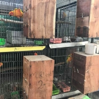 suncnore-breeder-pairs-sun-conure-rawalpindi-5