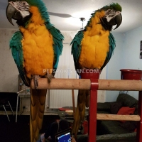 male-and-female-macaws-macaws-amangarh-industrial-area