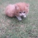 persian-doll-face-kittens-persian-cats-lahore-cant-2