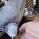 hand-reared-african-grey-parrot-for-sale-african-grey-parrot-karachi-2