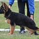beautiful-akc-german-shepherd-puppies-other-wari-1