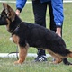 beautiful-akc-german-shepherd-puppies-other-wari