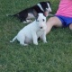 bull-terrier-puppies-now-ready-other-islamabad-1