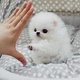 charming-teacup-pomeranian-puppies-for-adoption-pomeranian-abadi-jalalpur-pirwala