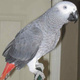 complete-tame-parrots-cockatoos-amazons-with-different-species-and-fertile-eggs-for-sale-african-grey-parrot-karachi