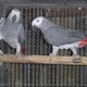 pair-of-congo-african-grey-parrots-still-available-african-grey-parrot-karachi