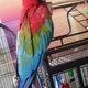 greenwings-macaws-macaws-lahore