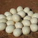 fertile-parrots-and-other-domestice-birds-eggs-for-sale-african-grey-parrot-islamabad