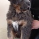 tibetan-mastiff-puppies-afghan-hound-bagh-o-bahar