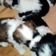 shih-tzu-puppies-afghan-hound-bahawalnagar