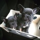 french-bulldog-puppies-other-lahore