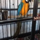 parrot-hand-reared-baby-macaw-blue-and-gold-with-cage-macaws-lahore