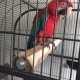 blue-and-gold-greenwing-macaw-large-cage-and-aviary-for-sale-other-lahore
