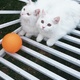 pair-of-persian-cats-persian-cats-rawalpindi-cantt