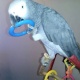 hand-reared-african-grey-babies-ready-for-sale-african-grey-parrot-abbas-nagar