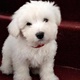 west-highland-terrier-puppy-tibetan-terrier-islamabad-3
