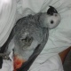 grey-congo-parrot-african-grey-parrot-karachi