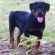 rottweiler-puppy-other-lahore-cantt