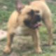 french-bulldog-other-islamabad