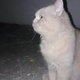 male-kitten-brown-colour-triple-coated-persian-cat-fully-trained-persian-cats-islamabad